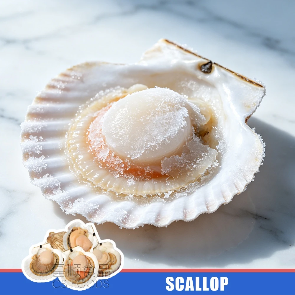Whole Round Frozen Half Shell Scallop Whole Round Frozen Half Shell Scallop