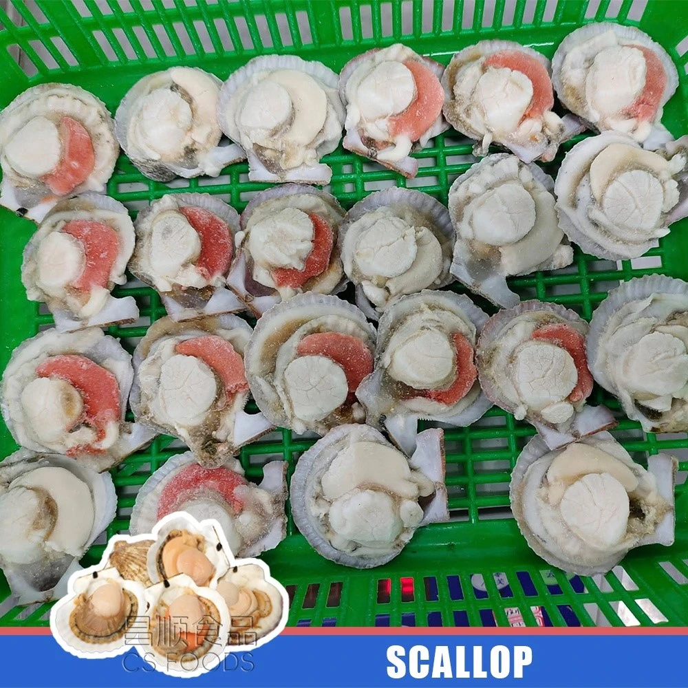 Whole Round Frozen Half Shell Scallop Whole Round Frozen Half Shell Scallop