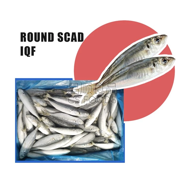 WR Yellowtail Scad